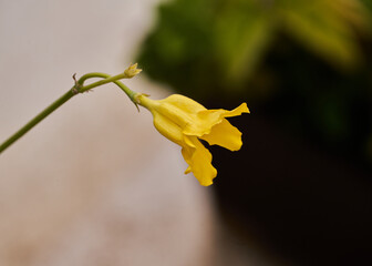 Flor amarilla que sobresale de un tallo muy delicada con un fondo de desenfoque muy agradable que...