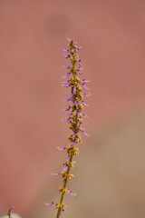 Tallo de flores de orégano con un desenfoque y macro