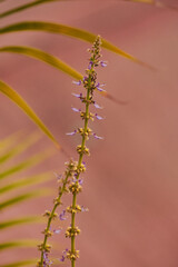 Tallo de flores de orégano con un desenfoque y macro