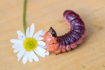 Big scary caterpillar of red color with blood