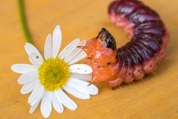 Big scary caterpillar of red color with blood
