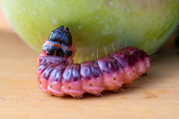 Big scary caterpillar of red color with blood