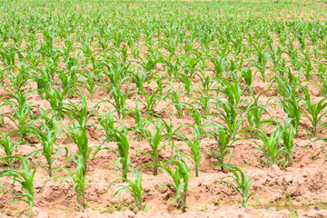Agriculture land, Corn field, plantation