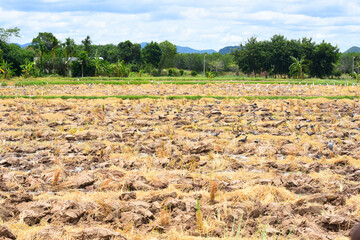 Agriculture land, Crop field	