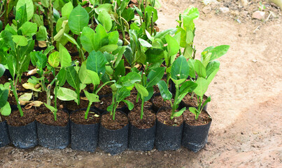 seedlings of lemon tree for agriculture - 451453463