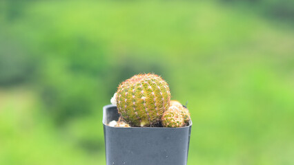 closeup of cactus with green nature background
