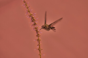 Colibrí pequeño se acerca a unas flores para comer polen con un fondo desenfocado color rosado © GERMAN