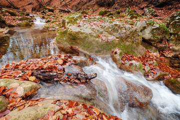 Autumn forest river creek view. Creek from the mountain waterfall in autumn forest sunset. Fall season in forest