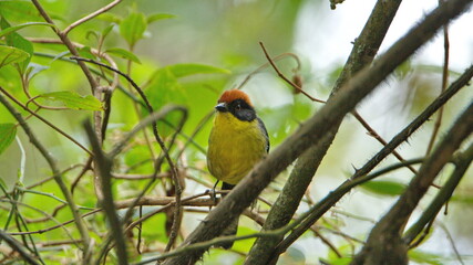 Yellow-breasted brushfinch (Atlapetes latinuchus) on a tree at Peguche Falls, outside of Otavalo, Ecuador