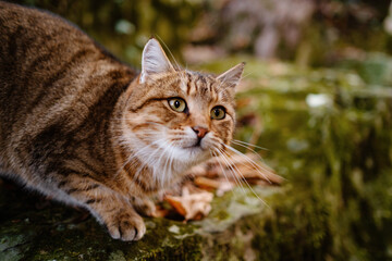 A Siberian tabby cat exploring the dark autumn forest. fairytale character of fall forest