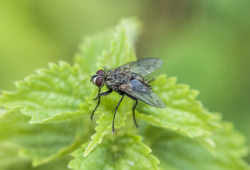 Dipterus fly different Minnettia species perched on twigs green grasses in wet meadow on defocused green background