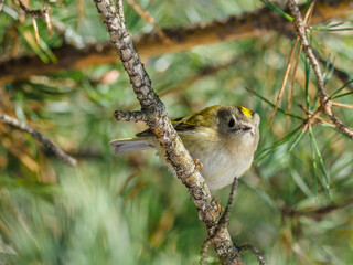 Beautiful nature scene with Goldcrest (Regulus regulus). Wildlife shot of Goldcrest (Regulus regulus) on the branch. Goldcrest (Regulus regulus) in the nature habitat.