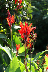 Canna, red canna flowers, flower