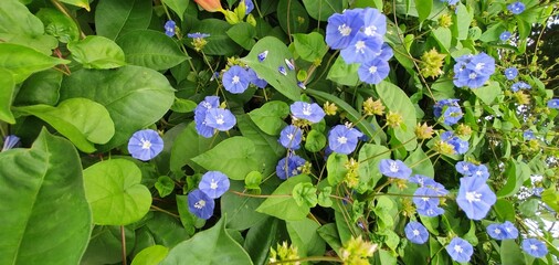 Morning glory flower vine with green leafes