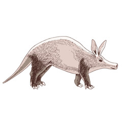 aadvark nocturnal mammal native to Africa