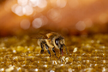 Honey bee on honeycomb with blurred light background. Beekeeping theme.
