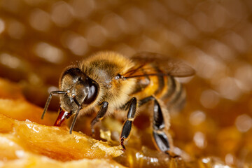 Honey bee on honeycomb.