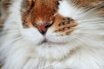 A close up shot of a cute cat
