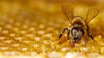 Honey bee on a frame with open honeycombs.