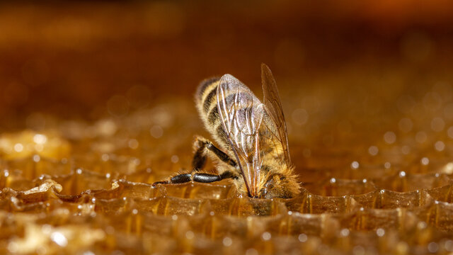 Honey bee looking for honey.