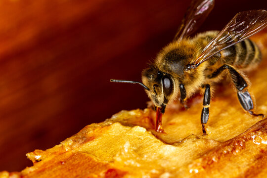 Honey bee on a frame.
