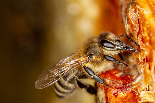 The honey bee collects honey.