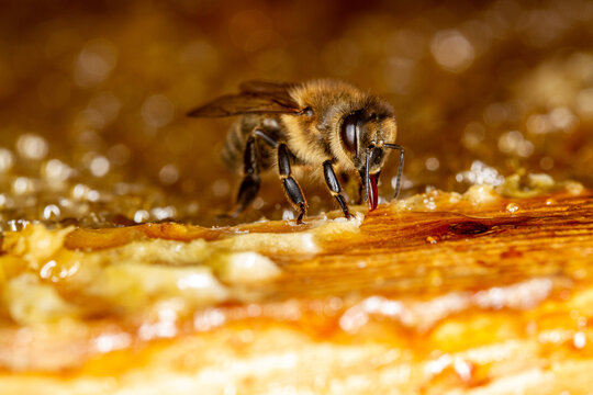 The bee collects honey on the frame.