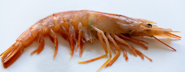 Single fresh, cooked pink prawn on its side on white