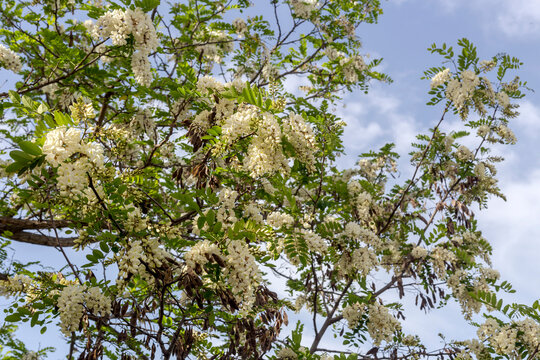 Acacia branches with white clusters (Robinia pseudoacacia) close-up