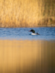 Beautiful nature scene with bird Common merganser (Mergus merganser). Wildlife shot of Common merganser (Mergus merganser) on the pond. Common merganser (Mergus merganser) in the nature habitat.