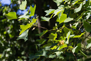 Branches of a tall tree Liriodendron tulipifera on a sunny day with contrasting shadows