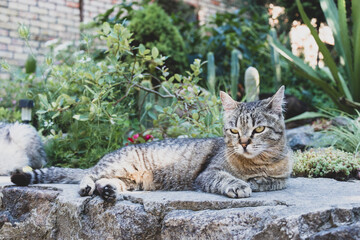 Homeless gray tabby cat lies outdoors against the background of cacti