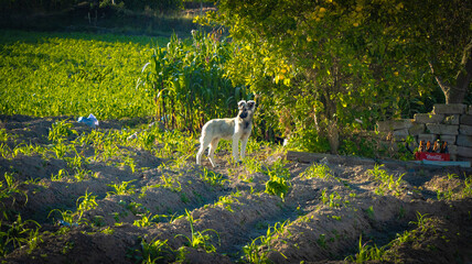 Naklejka premium Naturaleza