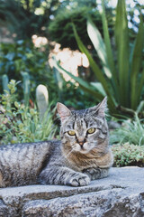 Homeless gray tabby cat lies outdoors against the background of cacti