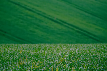Green grass field background