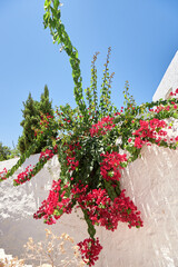 FLOWERY WALL IN GREECE