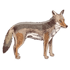 African Coyote isolated on white background. - obrazy, fototapety, plakaty
