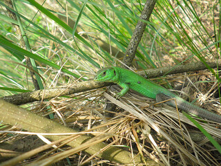 green lizard on a branch