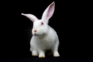 White rabbit standing on its hind legs. Side view. Black background