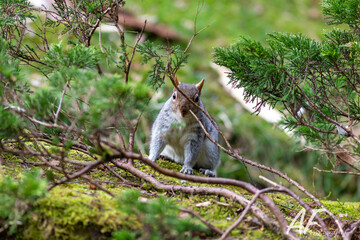 squirrel on a tree