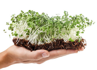 Microgreen sprouts with soil in hand on a white background. Isolated