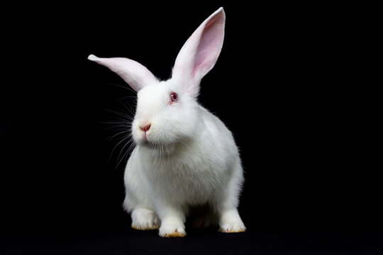White rabbit standing on its hind legs. Side view. Black background