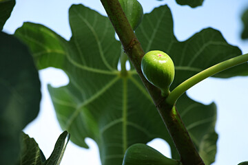 Obraz premium Fig, fig fruit, fig tree, Fruit