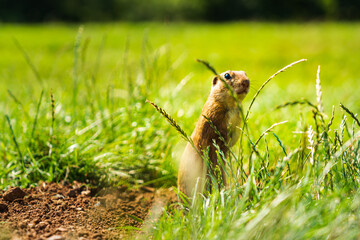 European ground squirrel in grass, Slovakia