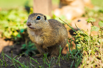 Naklejka na ściany i meble European ground squirrel in grass, Slovakia