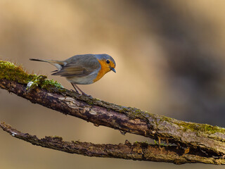 Beautiful nature scene with European robin (Erithacus rubecula). Wildlife shot of European robin (Erithacus rubecula) on the branch. European robin (Erithacus rubecula) in the nature habitat.