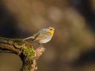 Beautiful nature scene with European robin (Erithacus rubecula). Wildlife shot of European robin (Erithacus rubecula) on the branch. European robin (Erithacus rubecula) in the nature habitat.
