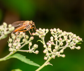Macro of a robber fly