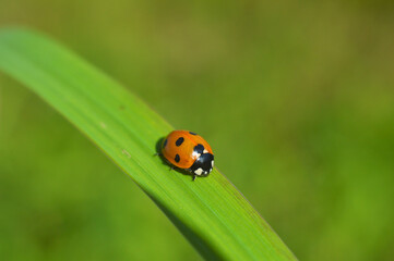 ladybug on green leaf