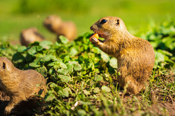 European ground squirrel in grass, Slovakia